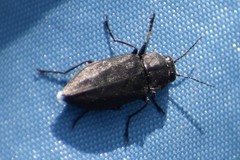 Melanophila acuminata