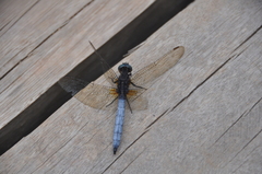 Orthetrum azureum