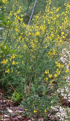 Genista falcata