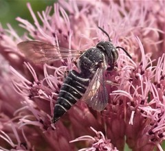 Coelioxys modestus