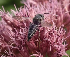 Coelioxys modestus