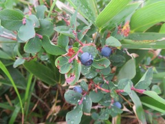 Vaccinium ovalifolium