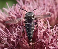 Coelioxys modestus