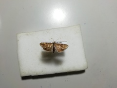 Cynaeda dentalis