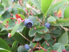 Vaccinium ovalifolium