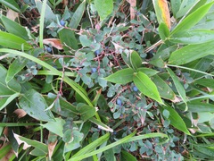 Vaccinium ovalifolium