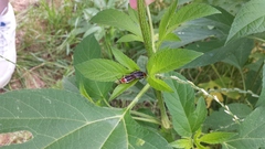 Pseudomops septentrionalis