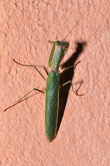 Tarachomantis