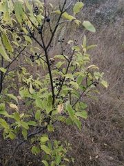 Rhamnus cathartica