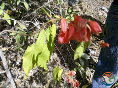 Salvia sessei