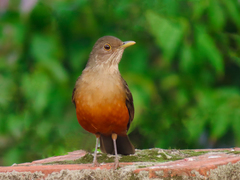 Turdus rufiventris