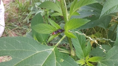 Pseudomops septentrionalis