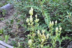 Castilleja septentrionalis