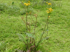 Packera sanguisorbae