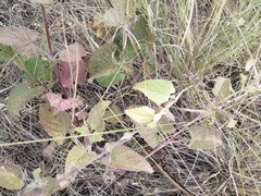 Salvia verticillata