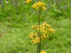 Packera sanguisorbae