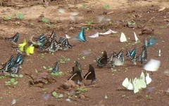 Papilio chrapkowskoides
