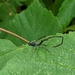 photo of American Pelecinid Wasp (Pelecinus polyturator)