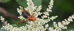 Volucella linearis