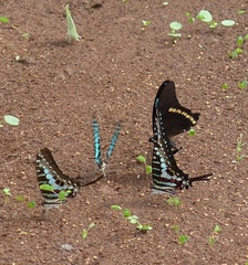 Papilio chrapkowskoides image
