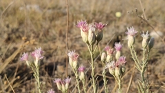 Jurinea stoechadifolia
