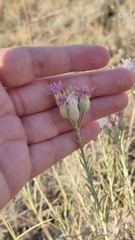 Jurinea stoechadifolia