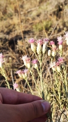 Jurinea stoechadifolia