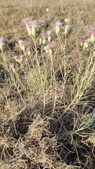 Jurinea stoechadifolia