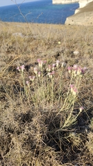 Jurinea stoechadifolia