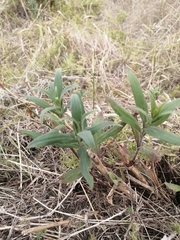 Magnoliopsida