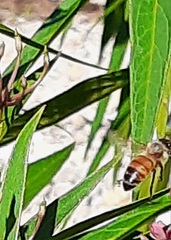 Apis mellifera