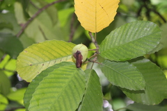 Dillenia philippinensis