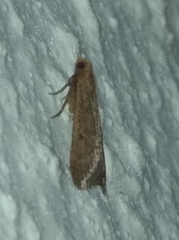 Bostra obsoletalis