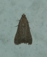 Bostra obsoletalis