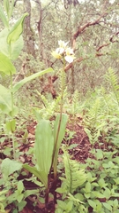 Govenia liliacea