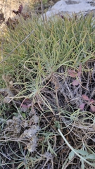 Jurinea stoechadifolia