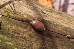 Reticularia splendens