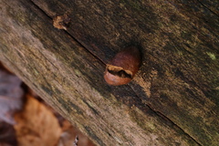 Reticularia splendens