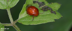 Argopus