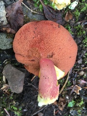 Chalciporus rubinellus