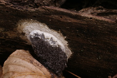 Fuligo cinerea