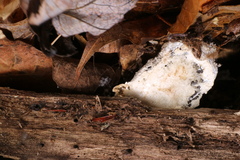 Fuligo cinerea