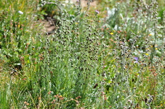 Artemisia scopulorum