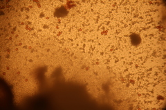 Fuligo cinerea