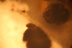 Fuligo cinerea