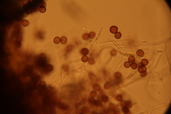 Fuligo cinerea