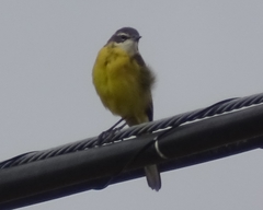 Motacilla flava iberiae