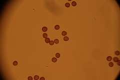 Fuligo cinerea