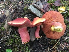 Chalciporus rubinellus