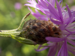Centaurea × moncktonii